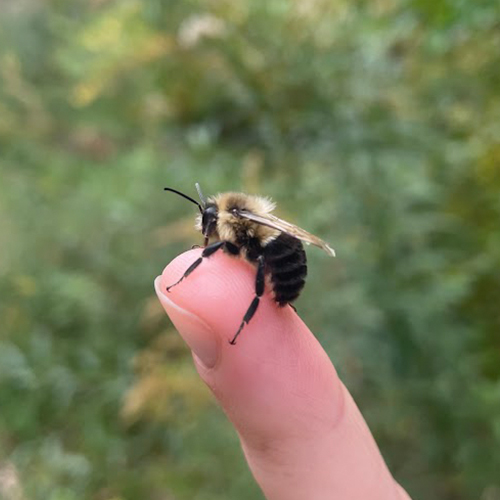 A large bee sits on a finger