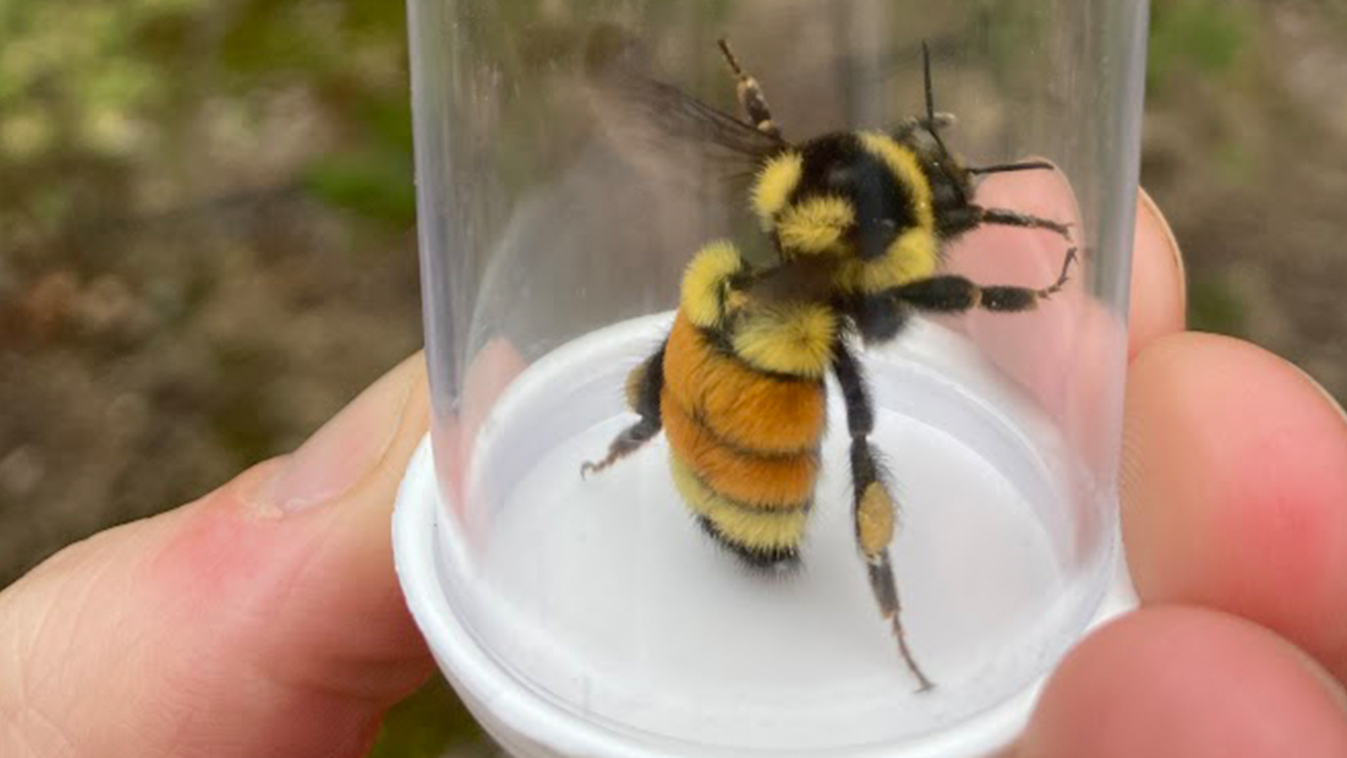 A large bee in a collection vial