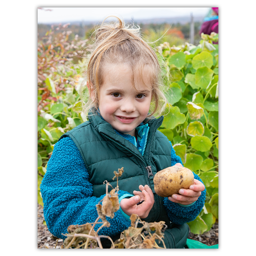 A young child holds a freshly picked potato in a garden