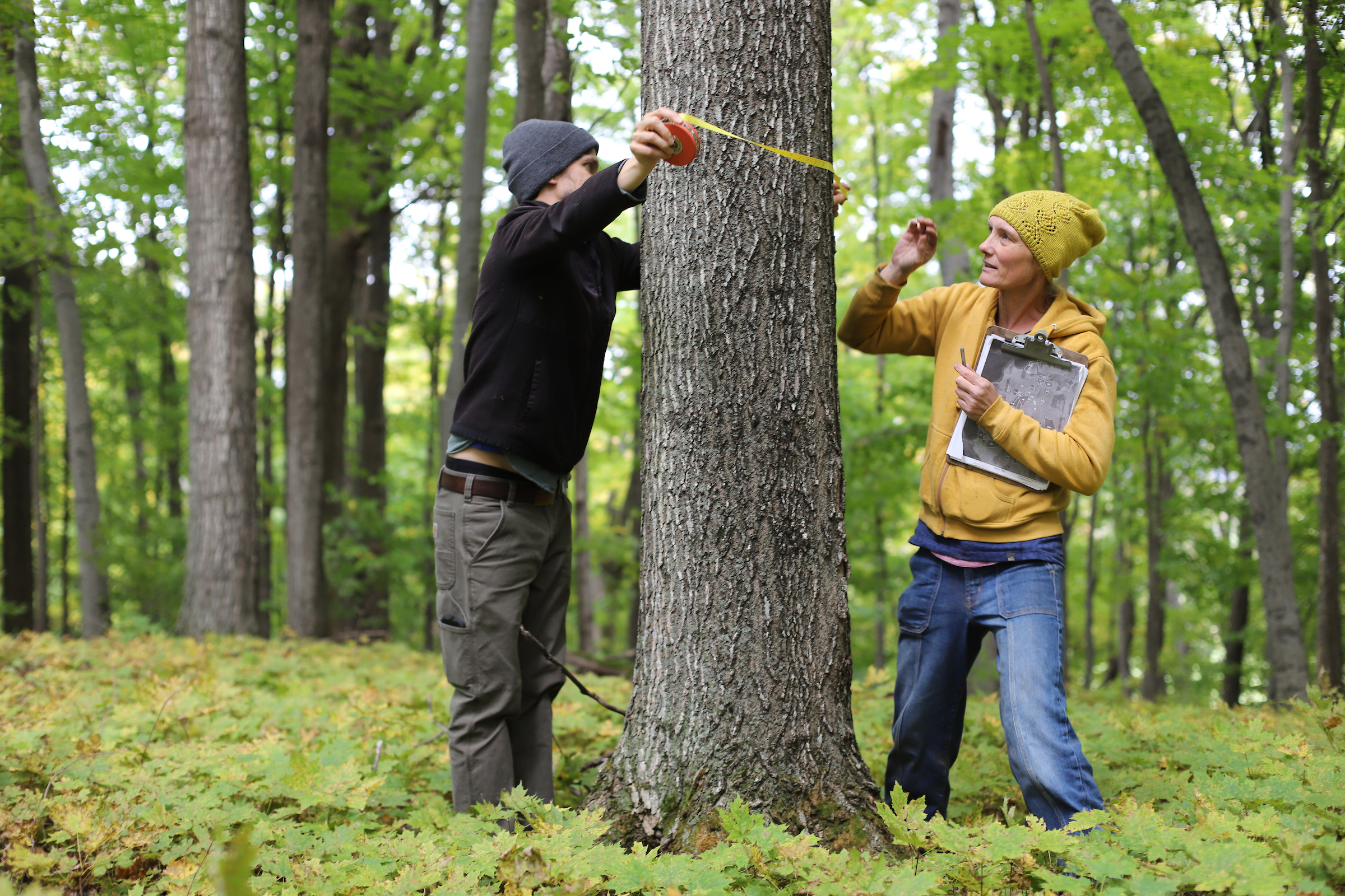 man and woman in forest measuring girth of a tree
