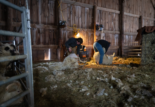 a sheep is sheared in a barn