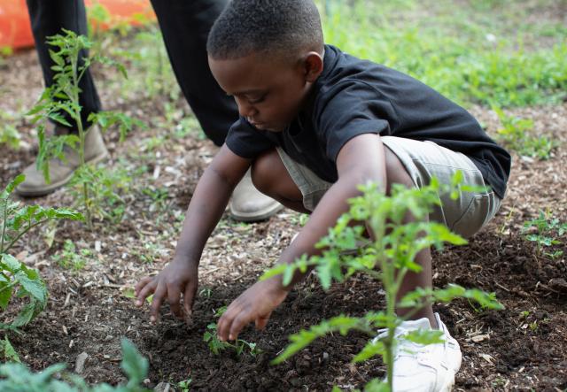 A child plants a tomato seedling in an outdoor garden bed.