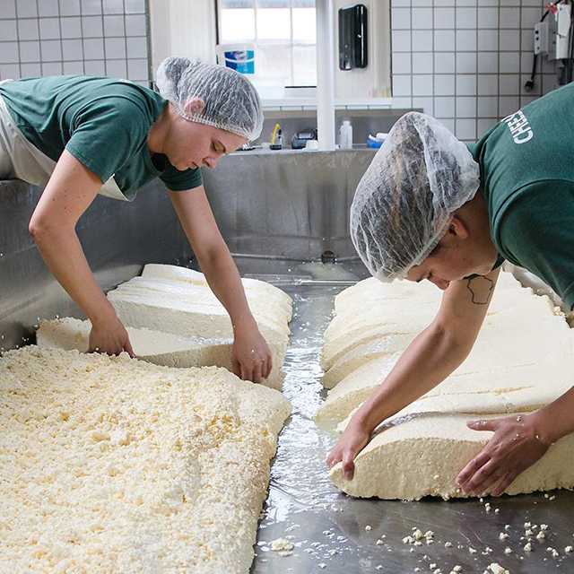 two cheesemakers in hairnets leaning over cheese vat stacking cheese curds