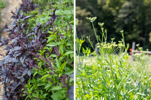 Basil plants of various types (left) & parsley that has gone to seed (right).