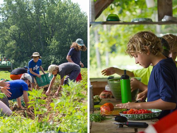 Taste of the Fields campers harvesting potatoes and cooking in the Market Garden.