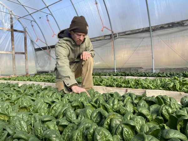 Market Gardener Josh Carter with a hoophouse full of spinach in mid-November. We'll be supporting the Shelburne Food Shelf through the winter with storage crops and some greens.