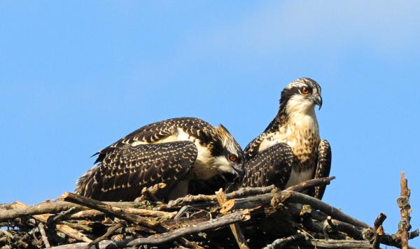 Juvenile ospreys in their nest. Photo by Craig Newman.