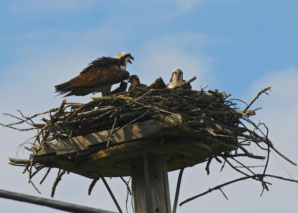An adult osprey returning to its nest and chicks. Photo by Craig Newman.