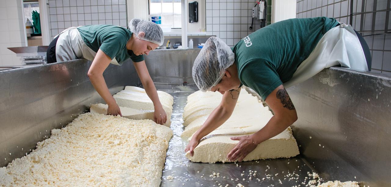 Two cheesemakers bending over vat to flip slabs of young cheddar cheese