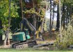forestry with feller/buncher