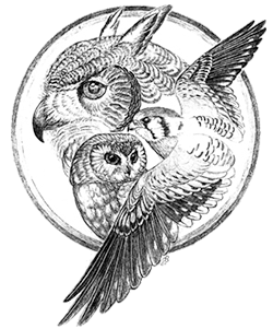 pencil illustration of owl and hawk in a circle