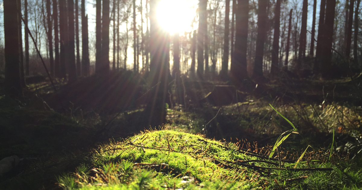 Forest bathing что это