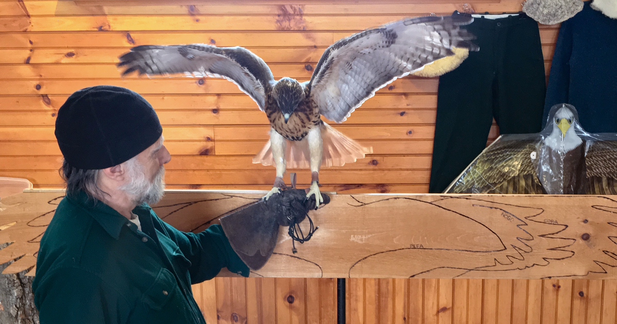 Hawks, Owls & Falcons! Shelburne Farms
