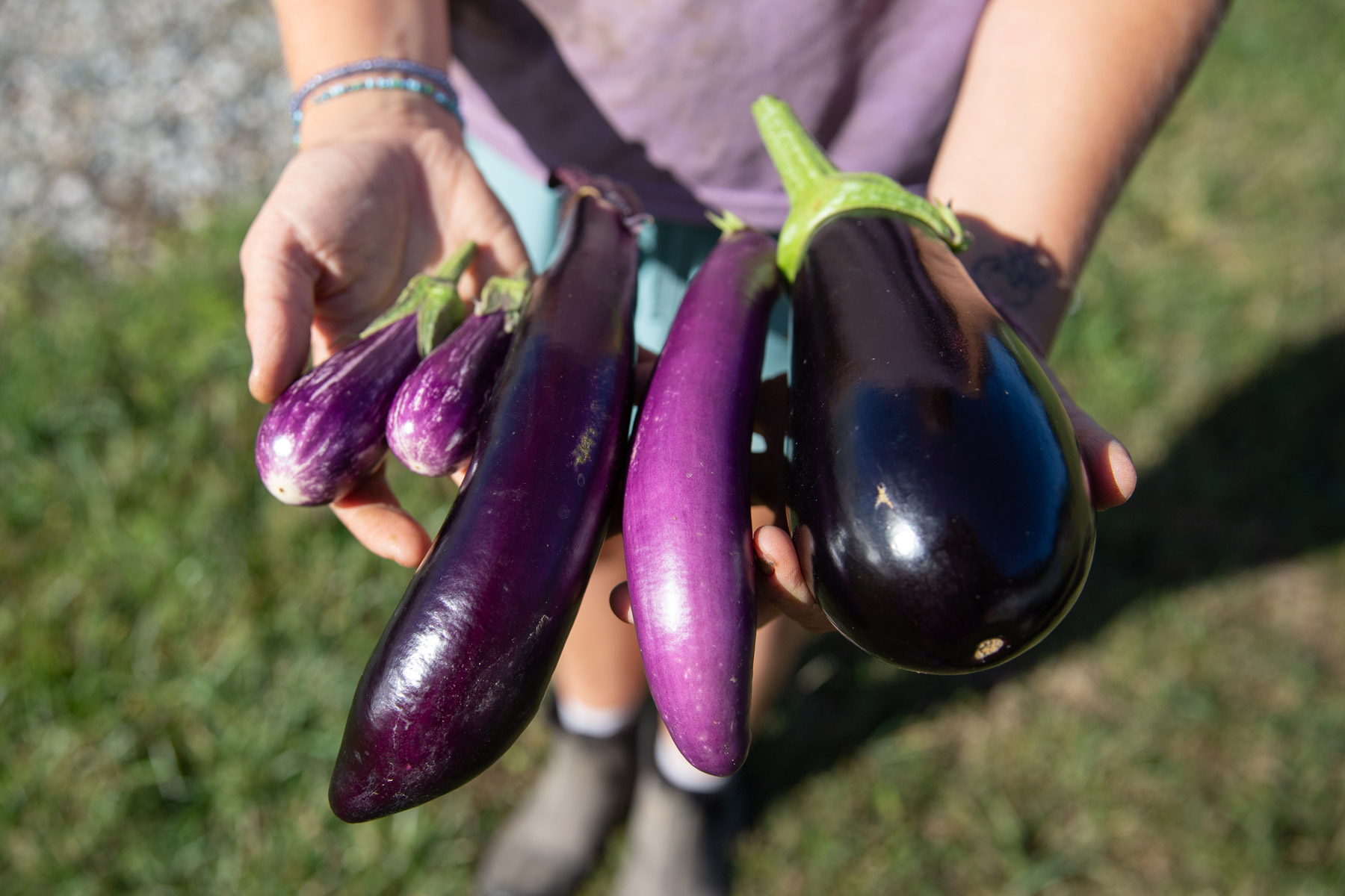 A person holds a collection of three kinds of eggplant: fairy tale, Asian, and Italian.