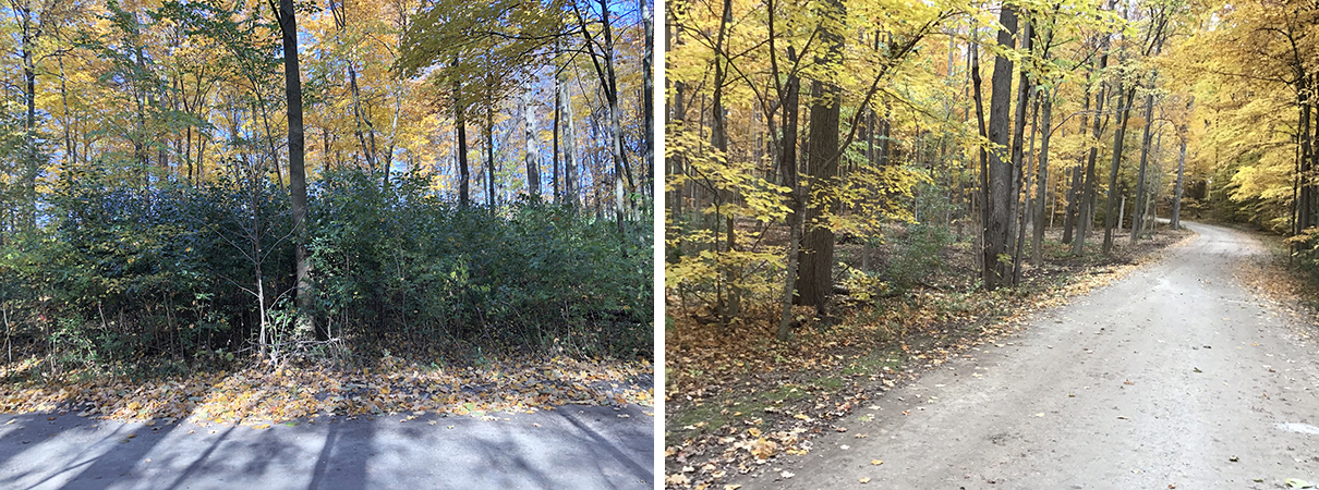2 photos side by side: first shows green buckthorn trees growing under larger trees, the second shows forest edge with buckthorn gone