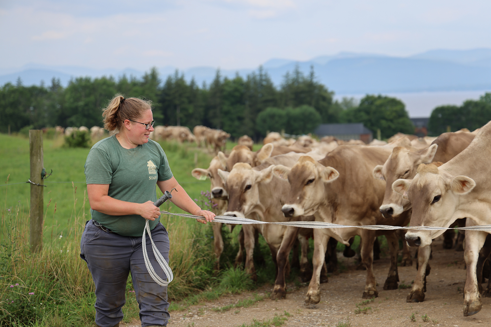 Herdsman Megan Letourneau opens a pasture gate with cows bunched up behind it.