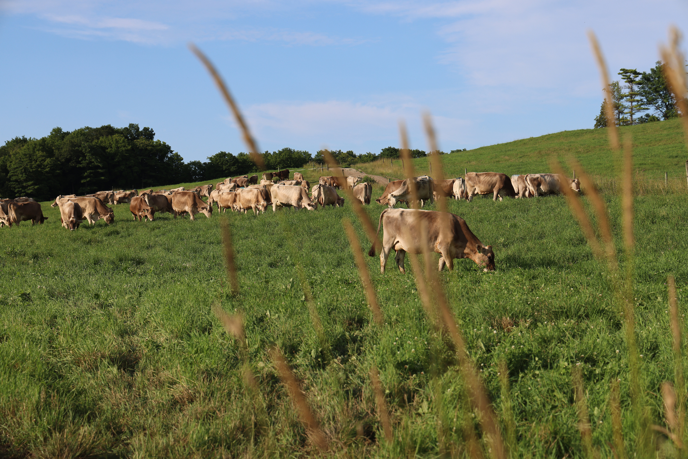 brown swiss cows grazing in a field