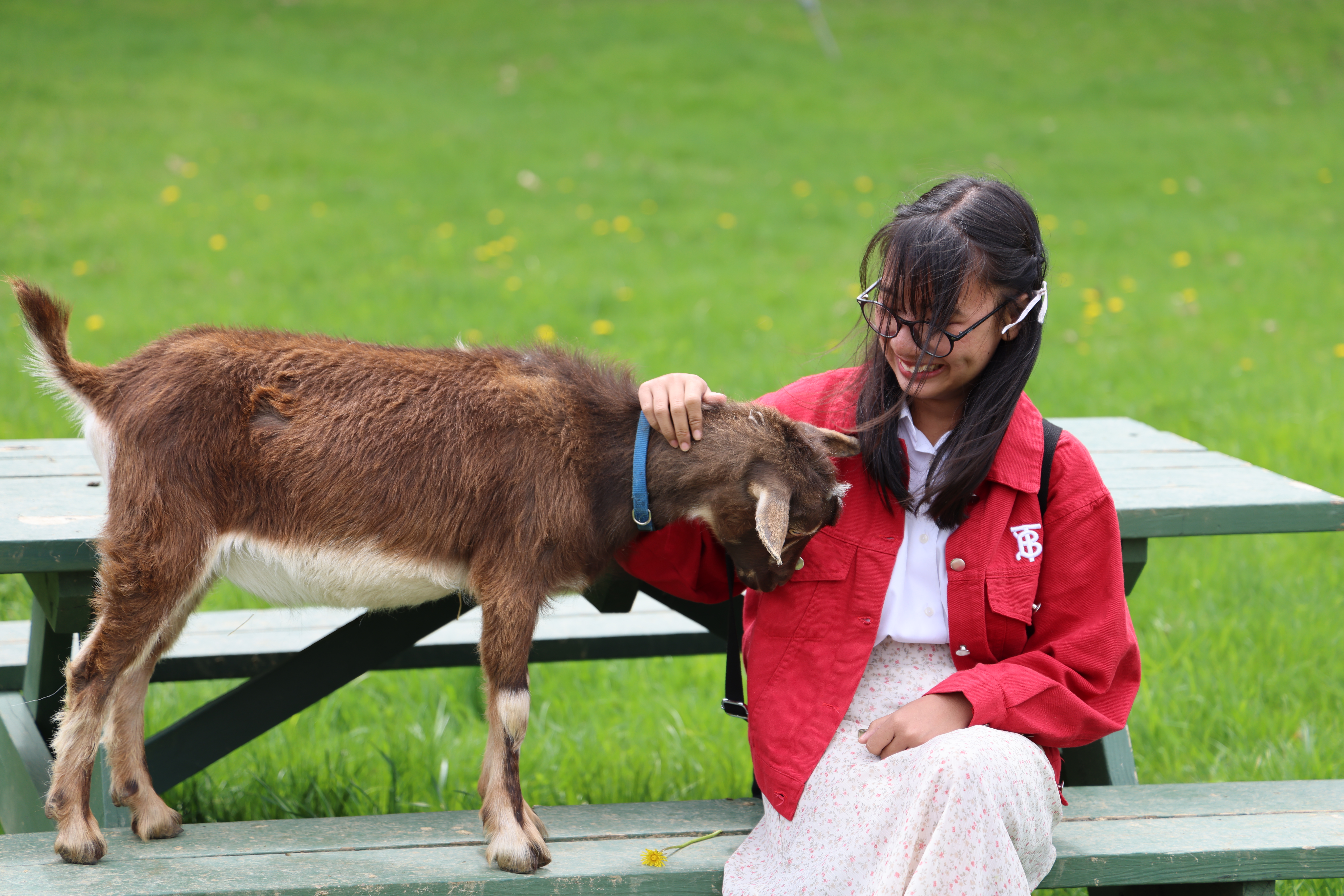 A goat stands on a picnic table while being pet by a girl sitting at the table.
