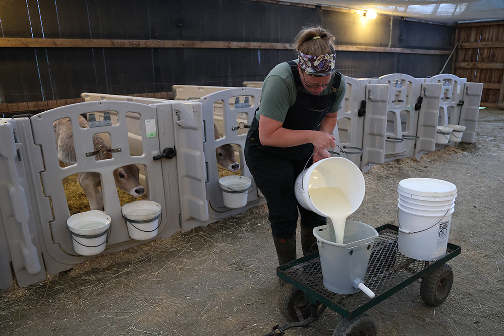 Inside a barn, woman in overalls pours milk into a nursing bucket with calves waiting in their pens behind her.