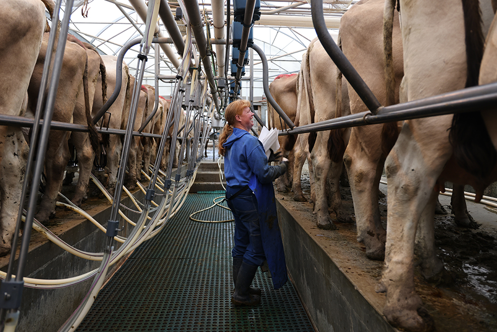 Woman with long blue bib in blue milking cows in milking parlor