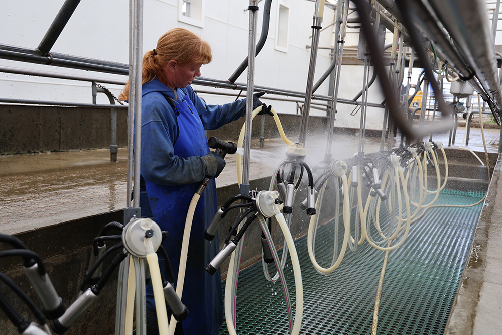 red-headed woman in a milking parlor spraying down the equipment with a water hose