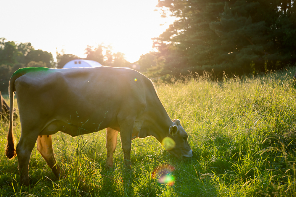 A cow grazes in a lush summer pasture surrounded by golden light from a setting sun
