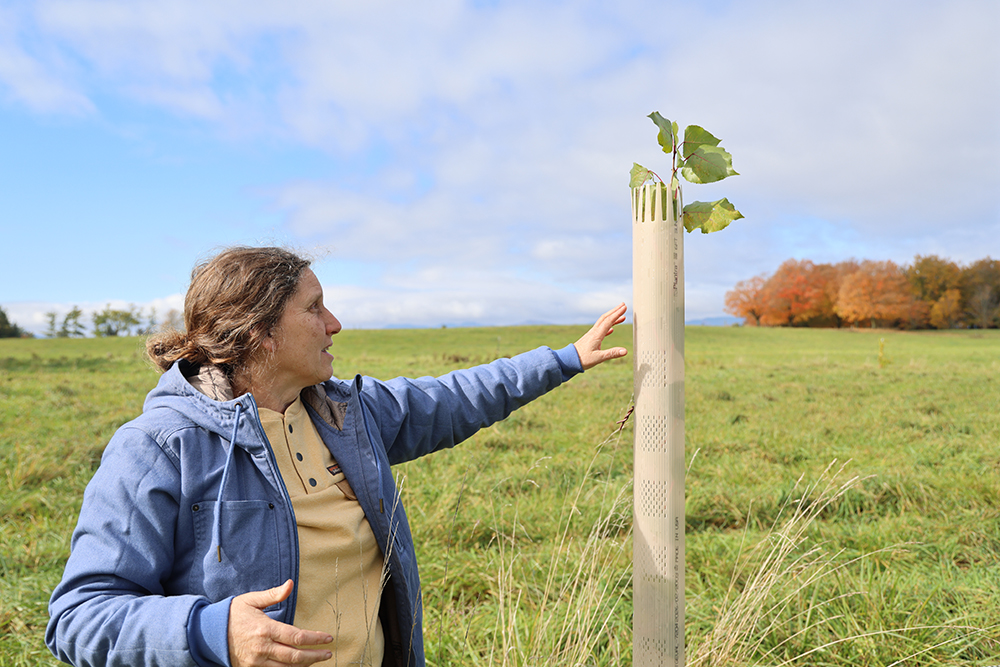 woman in jacket reaches towards a young tree growing inside a plastic protective sheath, with leaves sticking out the top.