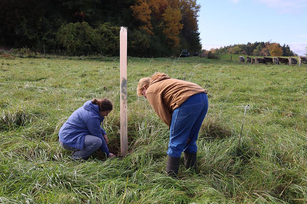 two women, both in jeans and sweatshirts, look closely at the foot of a newly planted tree that's inside a protective sleeve of plastic in the middle of a field