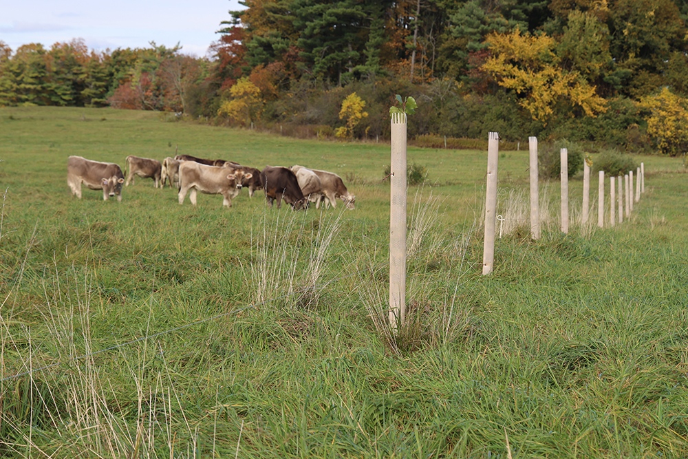brown cows in a field with a line of what look like fenceposts but are plastic sleeves protecting newly planted trees. Fall foliage trees in the background