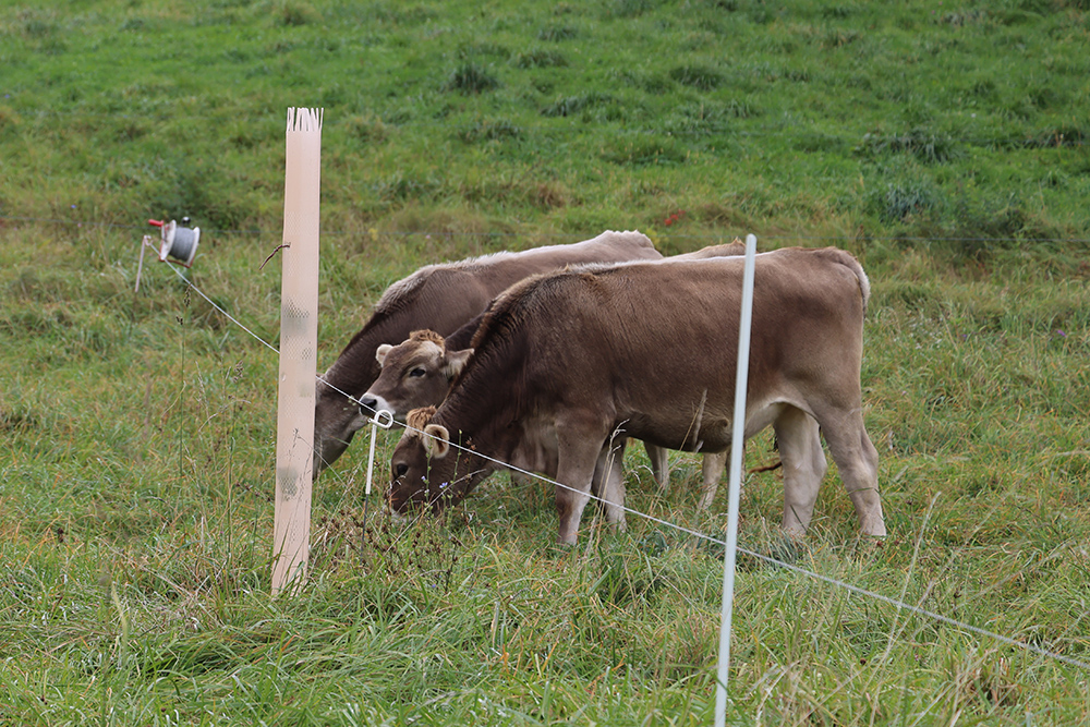 two brown cows grazing 