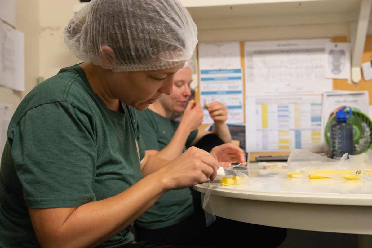 staff taste testing cheese