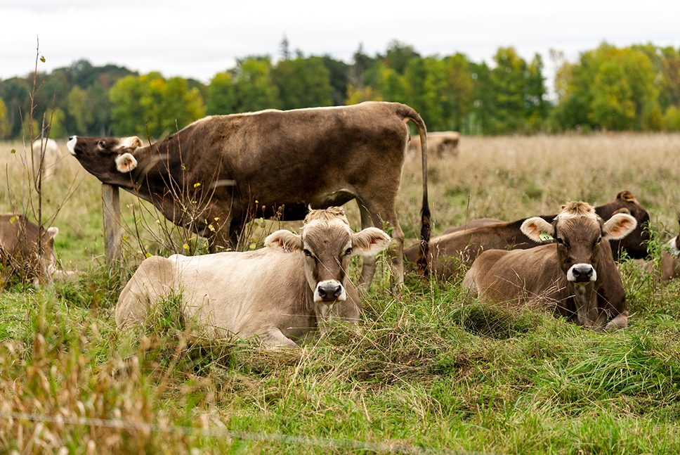 cows in fall pasture. Two are lying down and staring at the camera; one is standing and scratching her head on a fence post.