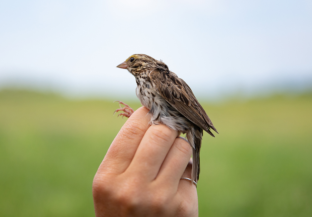 close up of a hand holding an upright live sparrow bird by its legs. 