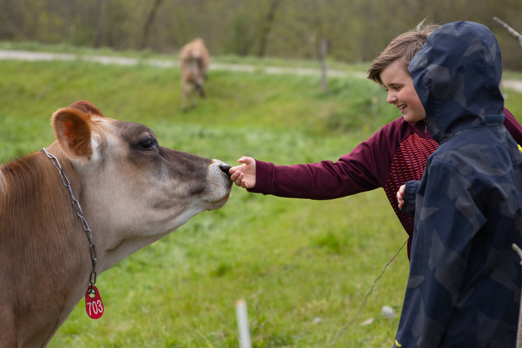 A middle school aged student holds their hand out to a brown cow to sniff. The cow stands in a grassy field behind a fence.