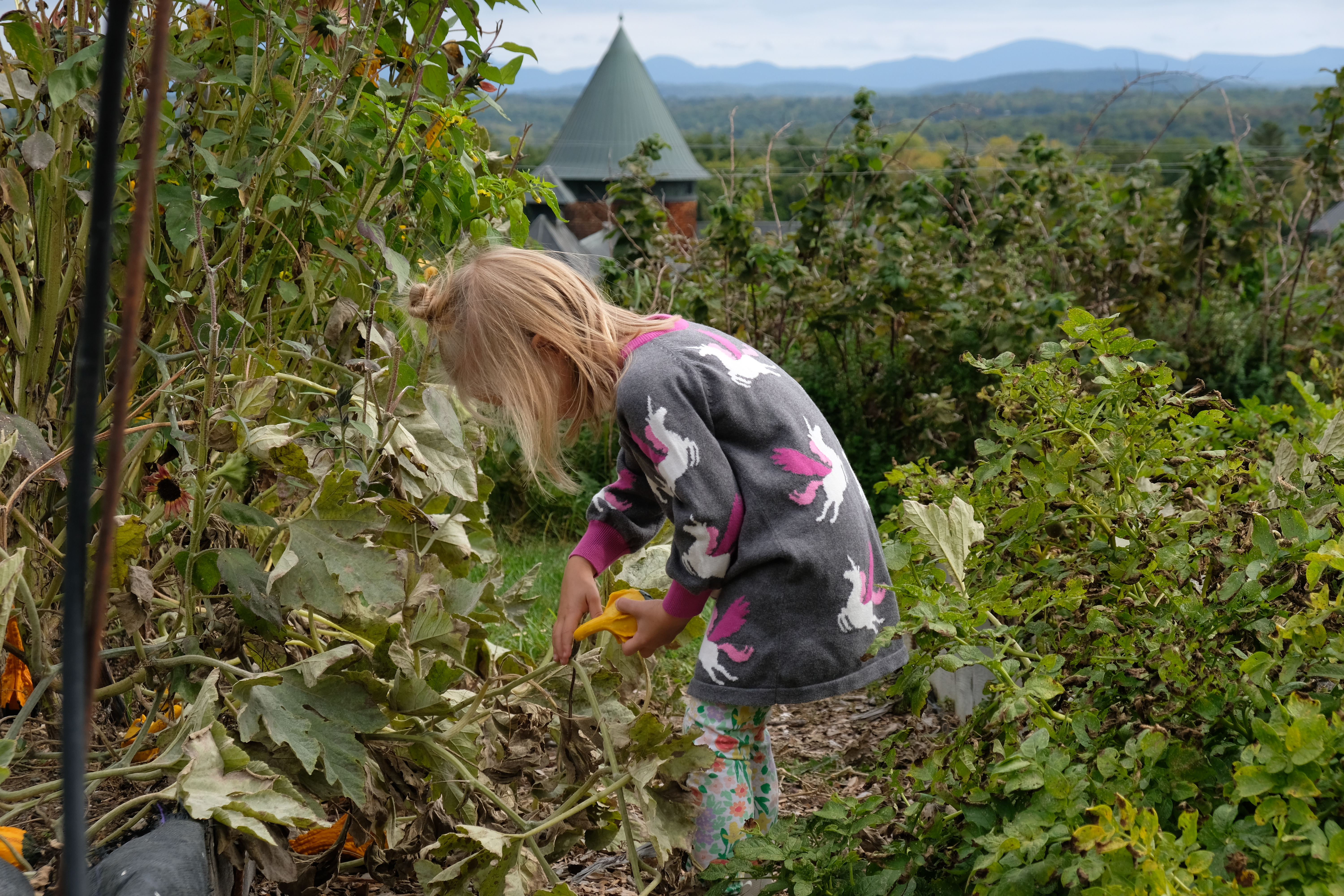 A young girl picks a yellow squash from a vine in a vegetable garden with mountains and a historic building in the background.