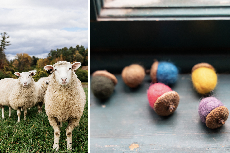 A collage of images depicting sheep on pasture in fall and felted wool acorns