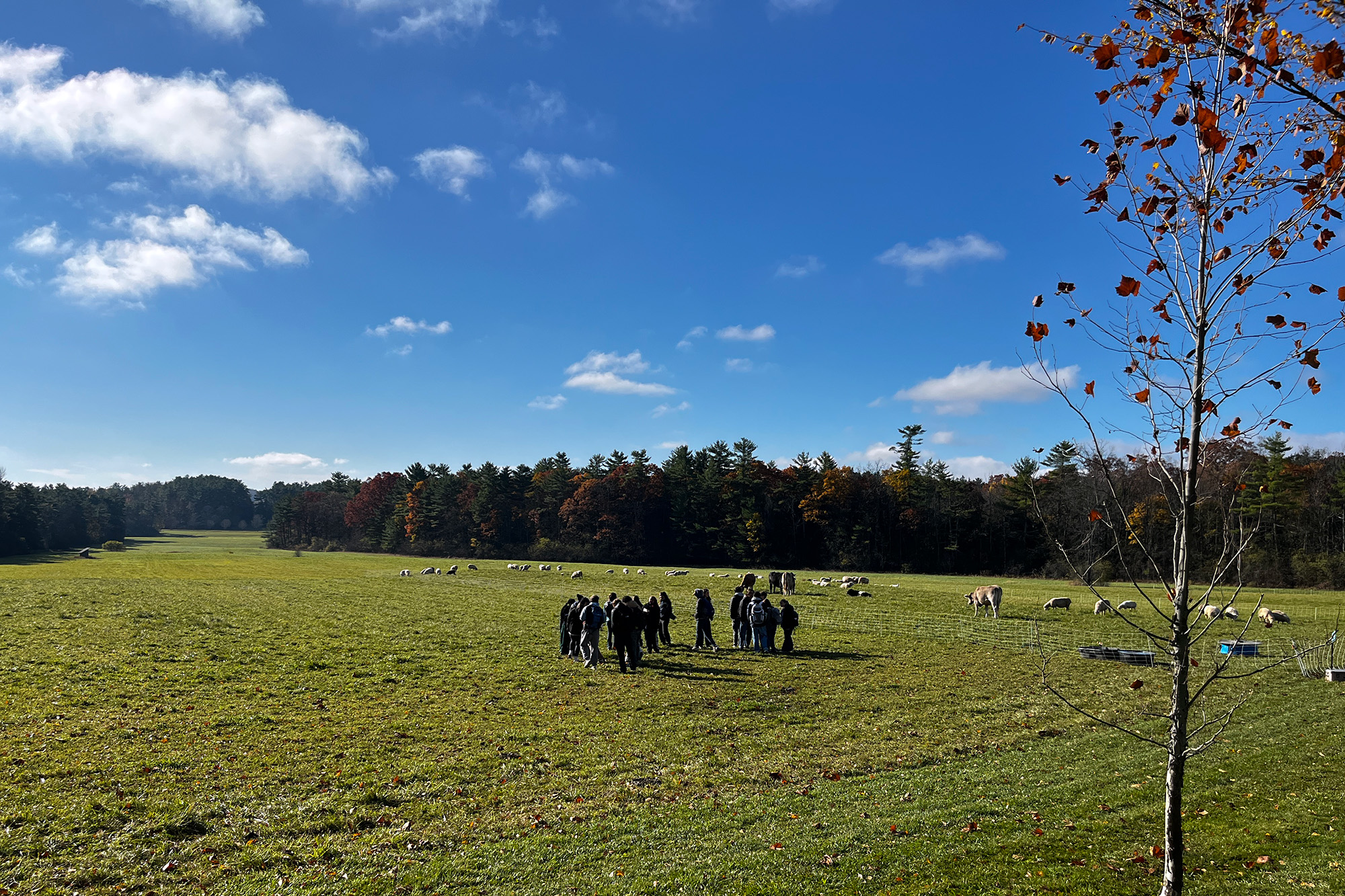 Group of students in a green field under a blue sky.