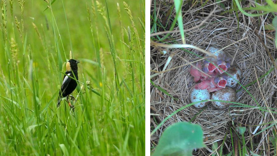 Left: male bobolink in tall grass; Right: bobolink chicks with open mouths, sitting in nest on the ground in the field.