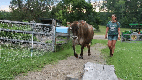 woman walking Brown Swiss cow up a path