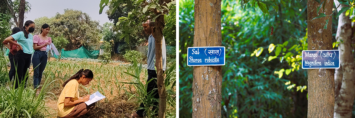 A collage of two images: Young students study plants along the edge of a lush green forest. On right, two signs identifying trees.