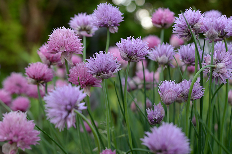 Purple chive blossoms bloom in a garden