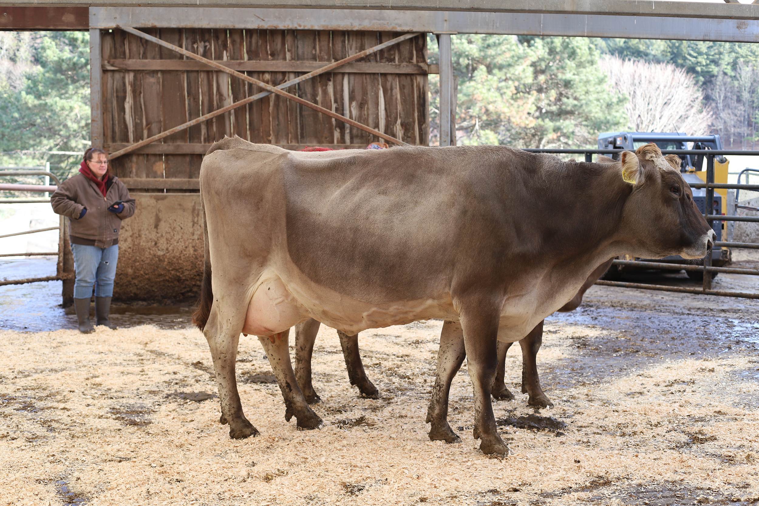 woman standing behind a brown swiss cow evaluating the cows condition