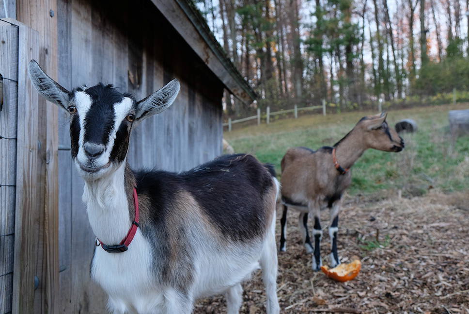 Two goats: one beside a shed looking straight at the camera. It's black and white with a red color. A tawny brown goat looks in the distance behind her.