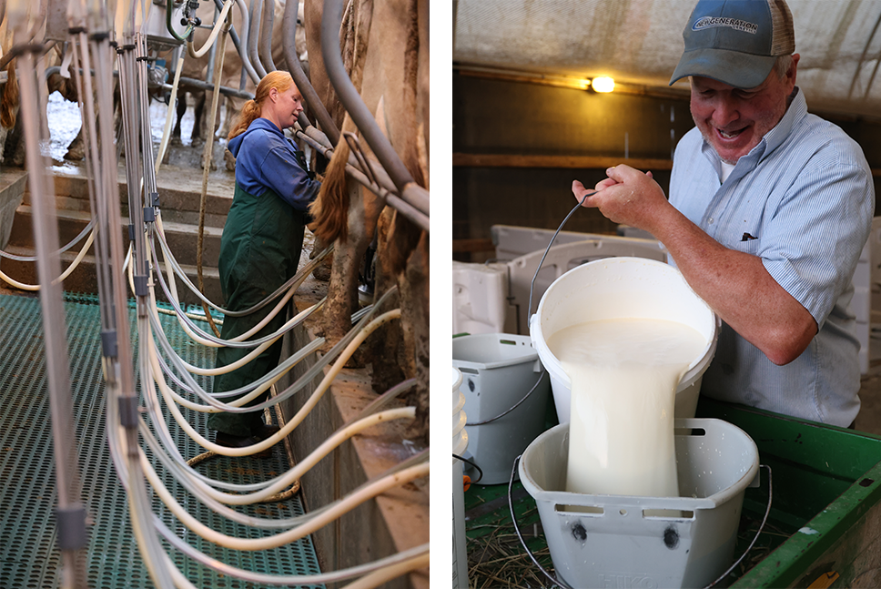 woman milking cows and farmer pouring milk from bucket to feed calves