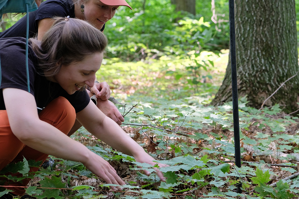 Two adults kneel on a forest floor looking closely at maple saplings