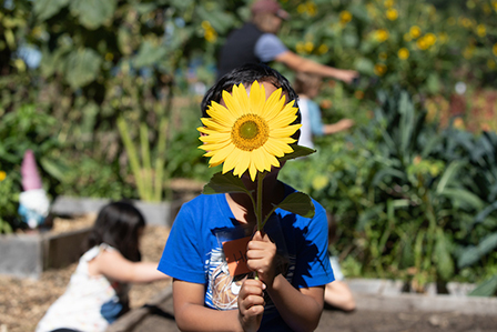 A young child holds a large sunflower