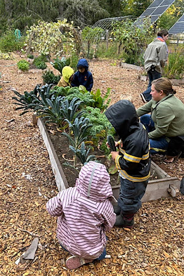 Young people work in a school garden with beds full of kale