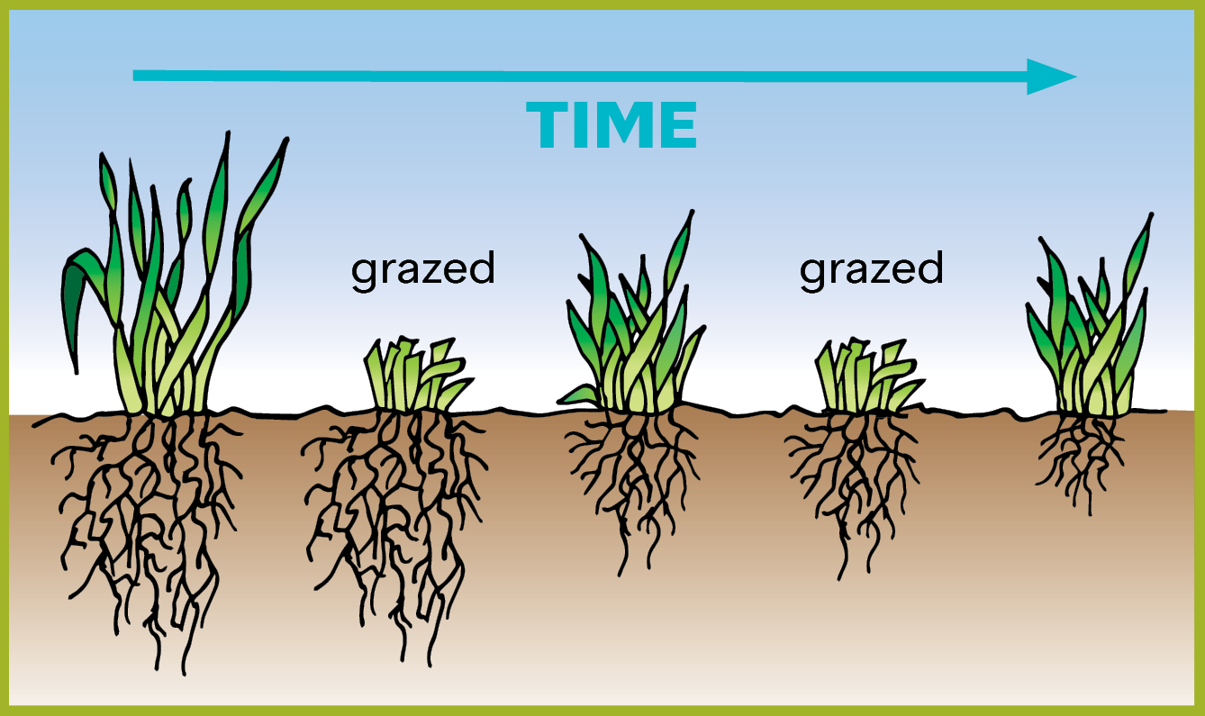 illustration showing tufts of grass and their roots over grazing time