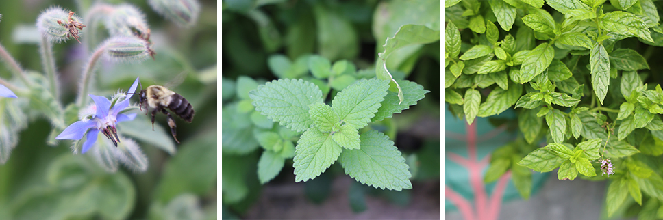 Closeup of herb plants growing in garden