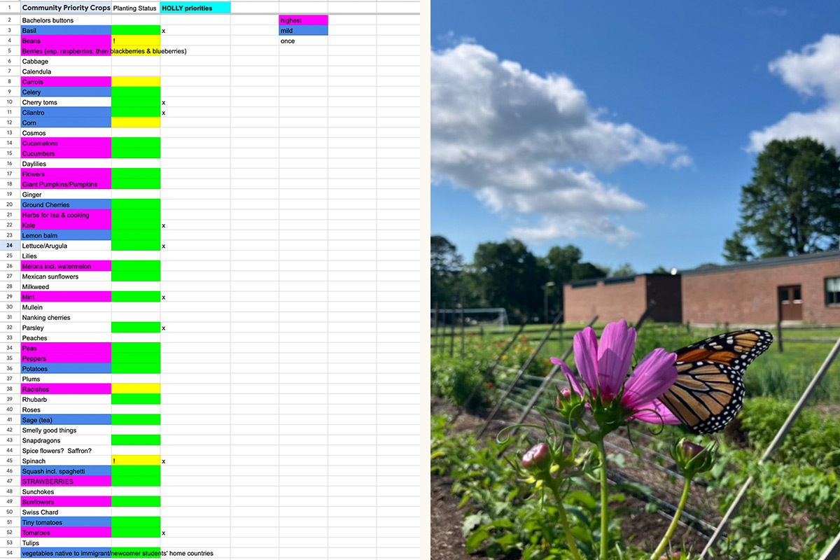Two images: a screenshot of a color-coded garden plant spreadsheet and a butterfly rests on a purple cosmo in a school garden, the brick school building in the background